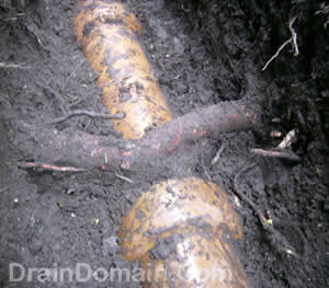 tap root in drain